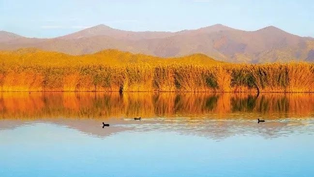 疆山如畫丨深秋已至 一起徜徉于可可蘇里的金色夢境